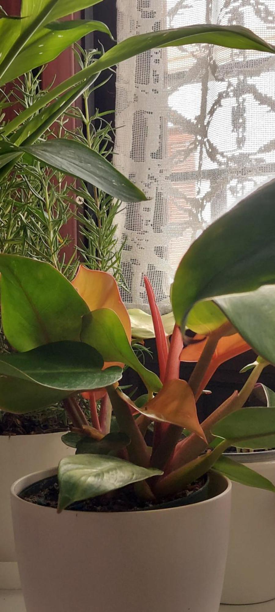 Apartamentos Los Descalzos Angel With Private Terrace Free Parking รอนดา ภายนอก รูปภาพ